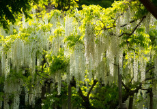 藤　wisteria