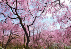 枝垂れ桜の妖艶な世界